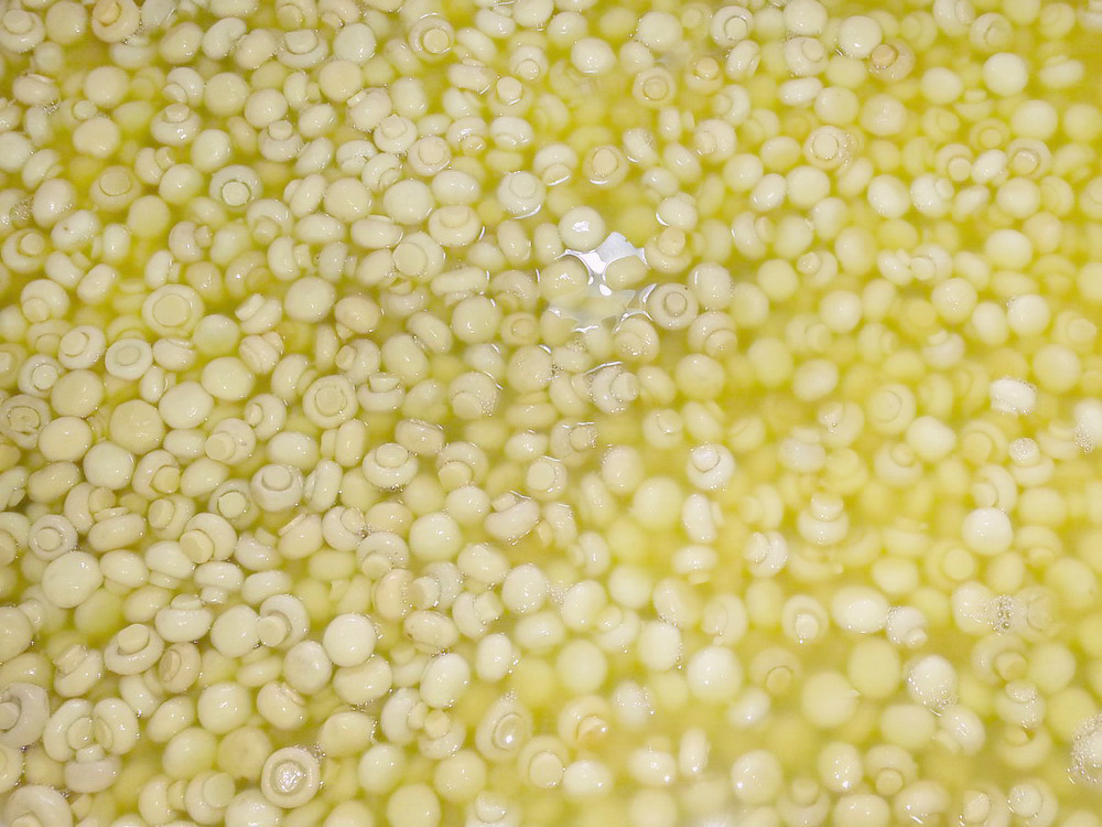 Chemical Mushroom whole 1.5-2.0CM