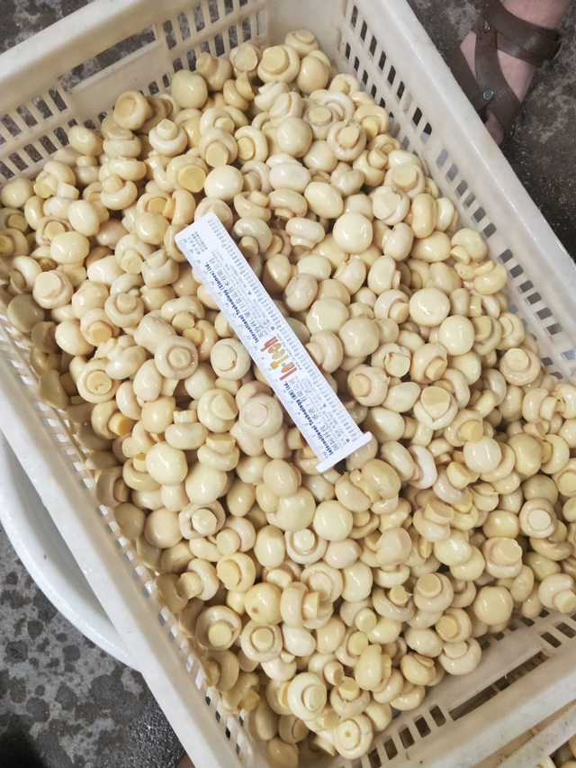 Chemical Mushroom Whole 2.0-2.5cm