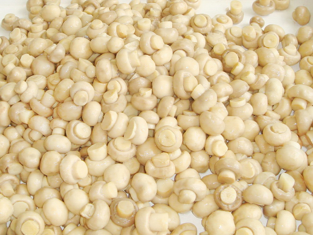 Canned Tiny Mushroom Whole 2840g