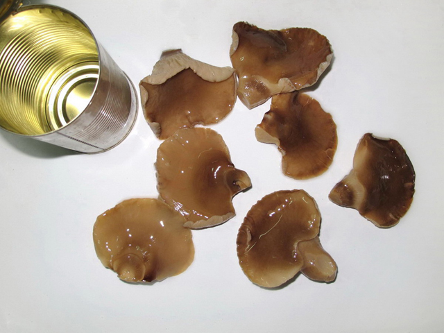 Canned Abalone Mushroom in Tin